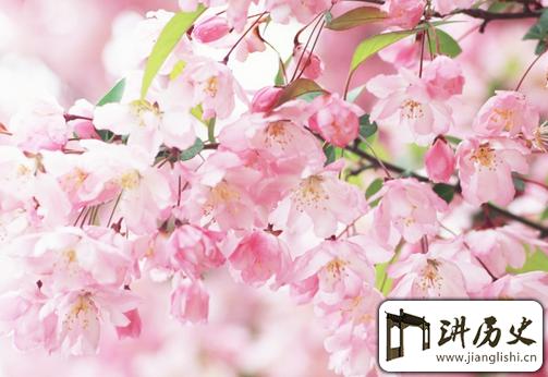 樱花的花语是什么？樱花代表的意义及传说