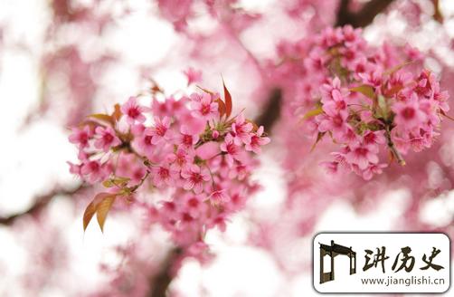 樱花的花语是什么？樱花代表的意义及传说