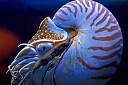 什么是鹦鹉螺？鹦鹉螺到现在还存在吗？