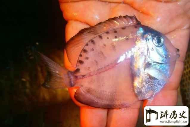 透明鱼鱼刺清晰可见，你敢吃吗？