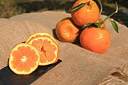 秋季摘橘子的发朋友圈的说说 晒摘橘子照片的文案