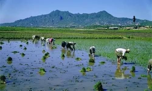中国农业的困境到底是谁造成的？