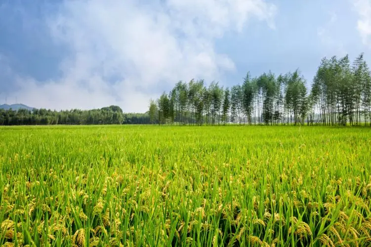 如何引进生态农业低碳农业建设