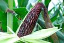 黑玉米种子价格及种植方法