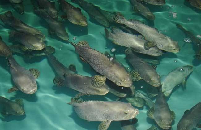 石斑鱼的养殖条件要求