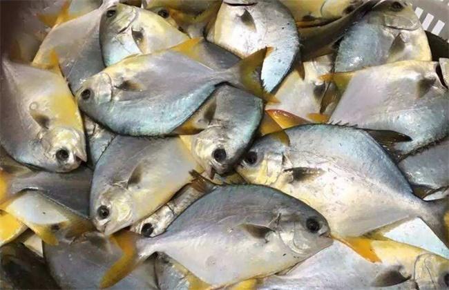 鲳鱼常见病害的防治方法