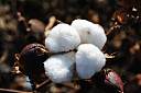 高产棉花品种有哪些？