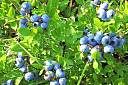蓝莓苗种植时间