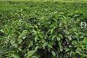 茶树种植中茶芽瘿蚊的防控技术