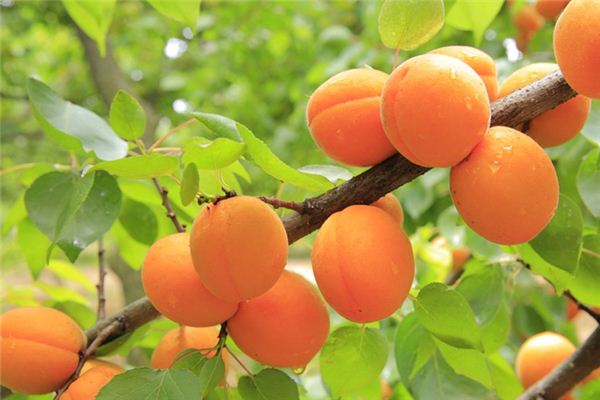 梦见杏树是什么意思