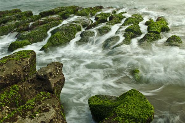 梦见水藻是什么意思