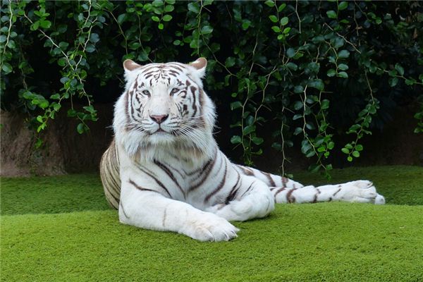 梦见白虎是什么意思