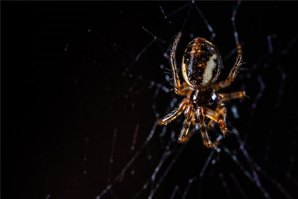 梦见黑蜘蛛是什么预兆